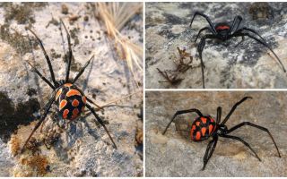 Descrição e fotos de aranhas do Cazaquistão