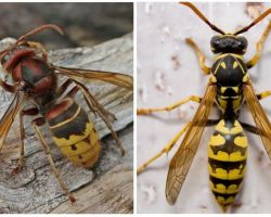 Descrição e fotos de vespas