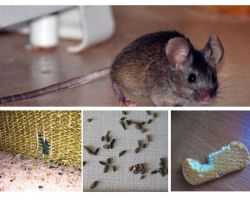 Como lidar com ratos no apartamento