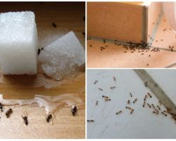 Como se livrar de formigas em uma casa particular remédios populares