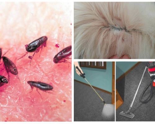 De onde vêm as pulgas e como se livrar de um apartamento ou de uma casa particular