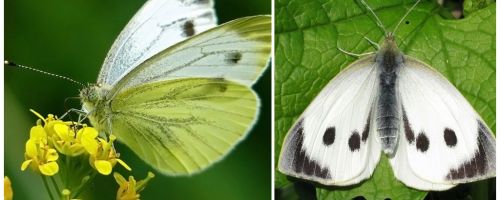 Descrição e fotos de lagartas e borboletas de repolho